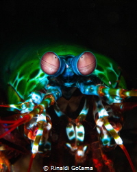 Close-up of a peacock mantis shrimp looking straight towa... by Rinaldi Gotama 